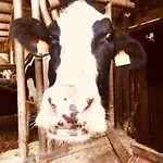 La Cabanita De Llivia, Cerdanya, Puigcerda * Льивия